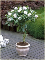 Gardenia jaśminowata
