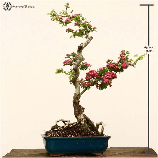 Głóg bonsai