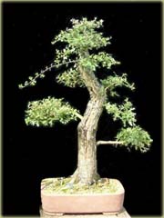 Głóg bonsai