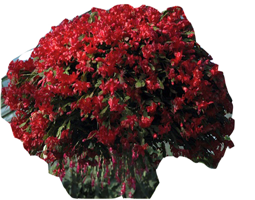 Grudnik czerwony, szlumbergera, zygokaktus, raczek, epifillum zimowe