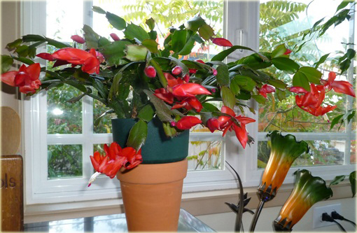 Grudnik czerwony, szlumbergera, zygokaktus, raczek, epifillum zimowe