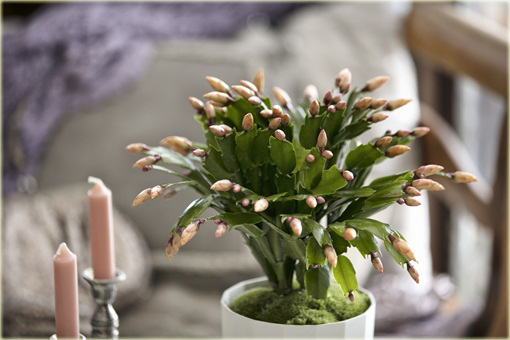 Grudnik żółty, szlumbergera, zygokaktus, raczek, epifillum zimowe