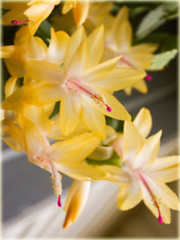 Grudnik żółty, szlumbergera, zygokaktus, raczek, epifillum zimowe
