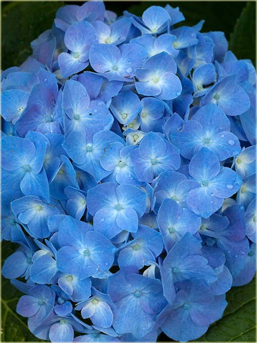 Hortensja niebieska