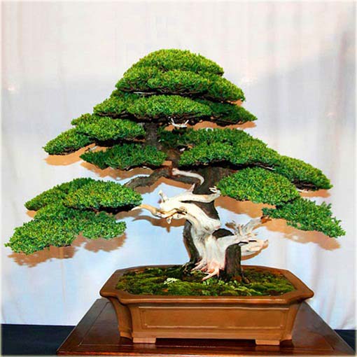 Jałowiec na bonsai