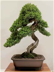 Jałowiec na bonsai