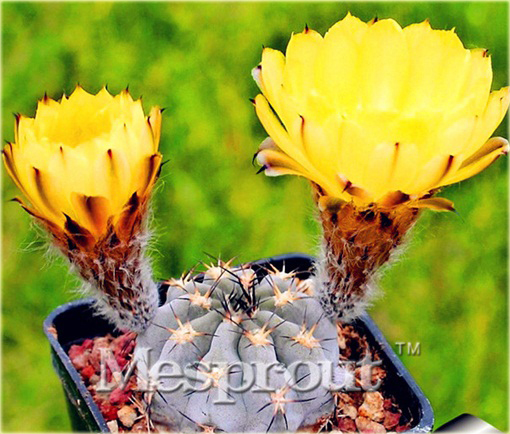 Kaktus Echinopsis Tubiflora