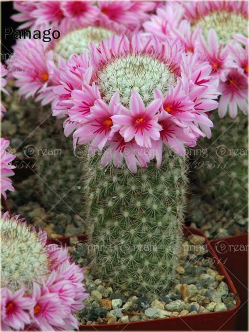 Kaktus kwitnący sukulent mix kolorów