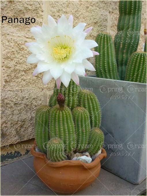 Kaktus kwitnący sukulent mix kolorów