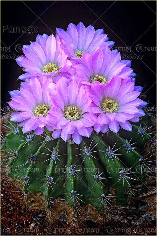 Kaktus kwitnący sukulent mix kolorów