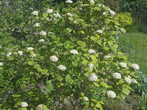 Nasiona Kalina hordowina, Viburnum lantana