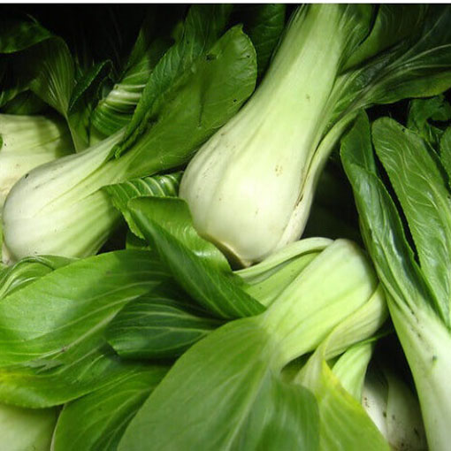 Kapusta warzywna Pak Choi, Brassica chinensis. Cabbage pak choi red inferno