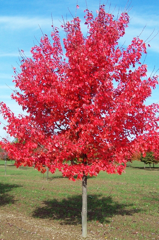 Klon czerwony Acer rubrum to klon czerwony (Acer rubrum) to drzewo o stożkowatej lub kulistej koronie, osiągające 10 m wysokości i 7 m szerokości. Liście są zielone z wierzchu błyszczące, niezwykle dekoracyjne w czasie jesiennego przebarwiania się na czerwono. Kwiaty pojawiają się w marcu i są 