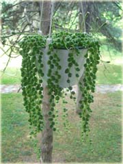 Koraliki Starzec Rowleyanus wiszące oczyszcza powietrze Pearl Chlorophytum
