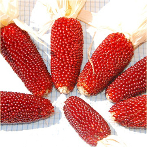 Kukurydza czerwona mini super słodka sałatkowa lub na surowo