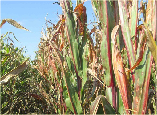 Kukurydza na popcorn czerwona Red Corn bez GMO