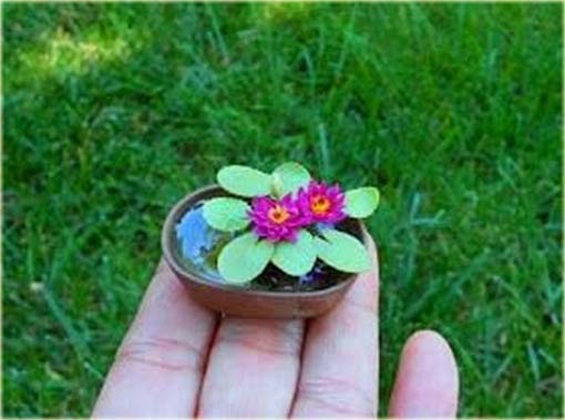 Kwiat lotosu mini mix kolorów