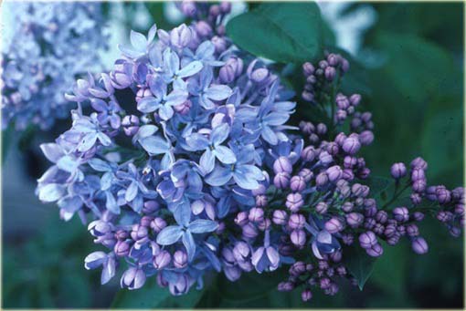 Lilak japoński bez niebieski bardzo pachnący