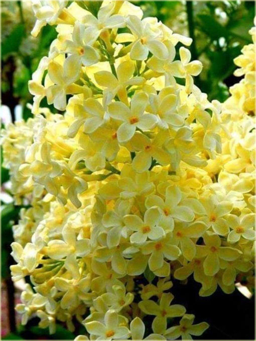 Lilak japoński bez żółty bardzo pachnący