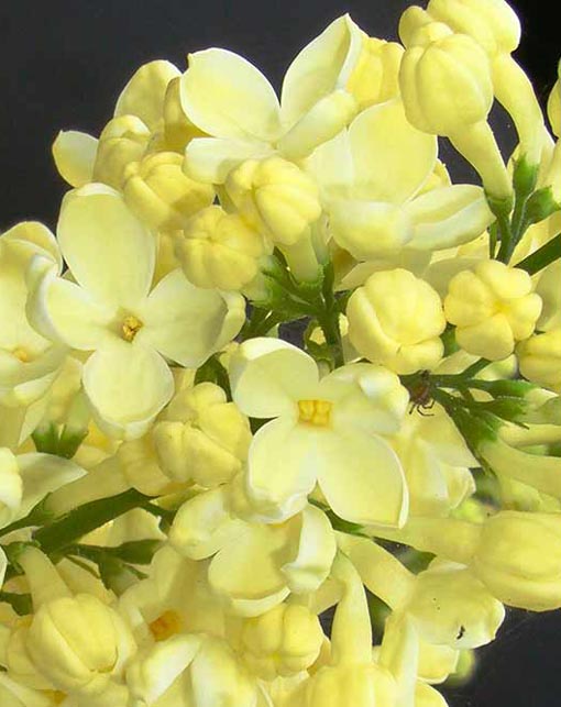 Lilak japoński bez żółty bardzo pachnący