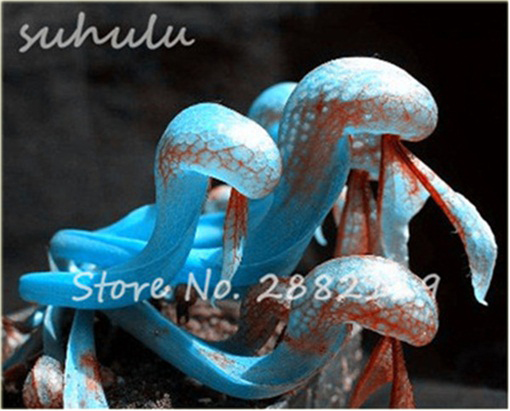 Lilia mięsożerna Cobra