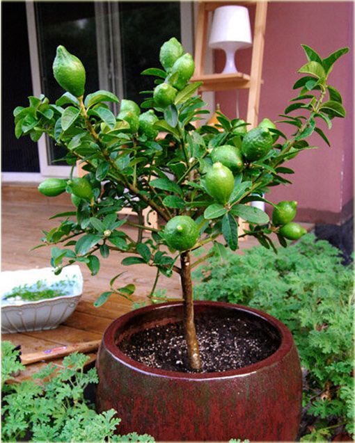 Limonka, drzewko bonsai