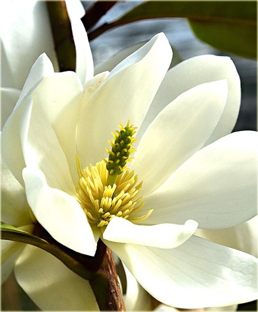 Magnolia pośrednia biała