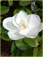 Magnolia pośrednia biała