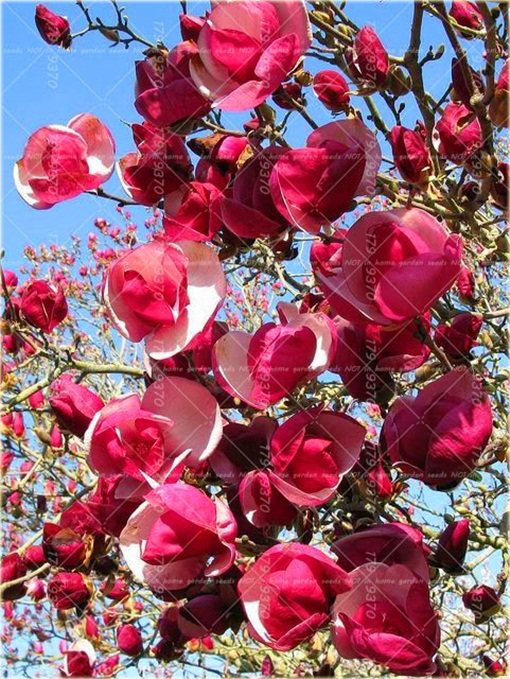 Magnolia pośrednia biało-różowa