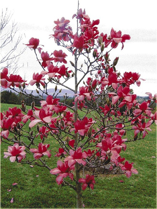 Magnolia pośrednia czerwona