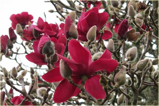 Magnolia pośrednia czerwona