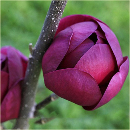 magnolia_posrednia_fioletowa