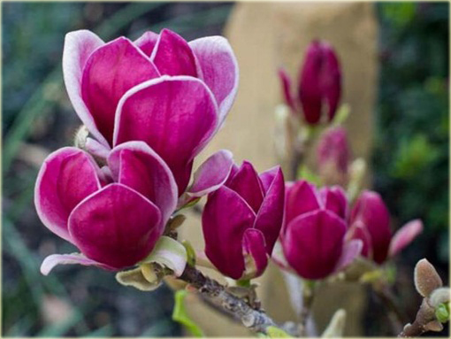magnolia_posrednia_fioletowa