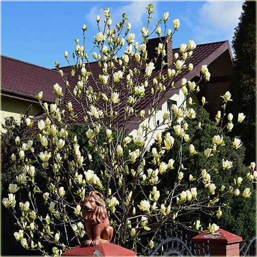 Magnolia pośrednia żółta Yellow River