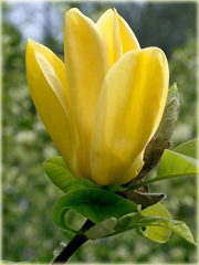 Magnolia pośrednia żółta Yellow River