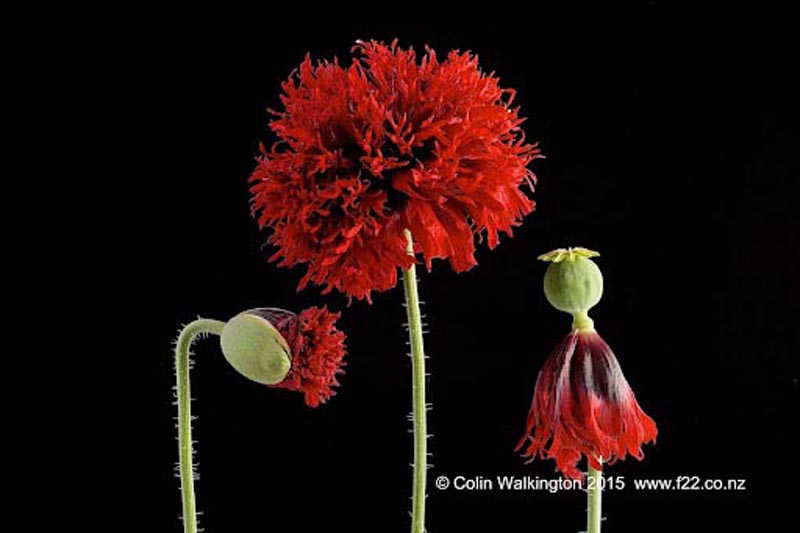 Nasiona Mak czerwony pełny, Papaveraceae