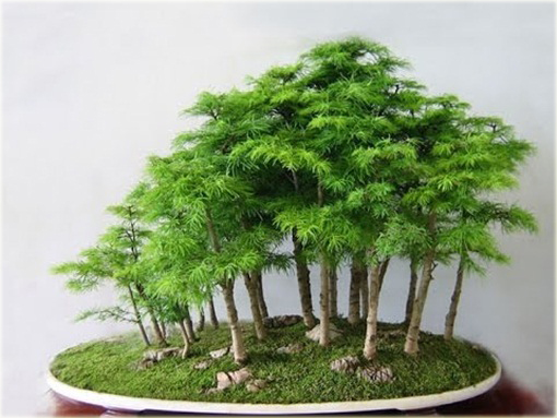 Metasekwoja chińska na bonsai