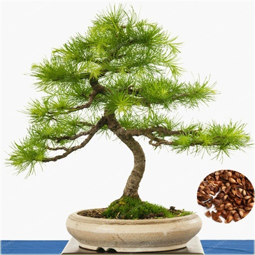 Modrzew dahurski piękny na bonsai