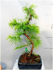 Modrzew dahurski piękny na bonsai