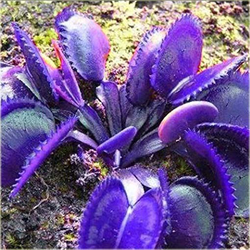 Muchołówka rosiczka bordowa