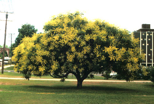 Mydleniec wiechowaty, Koelreuteria paniculata