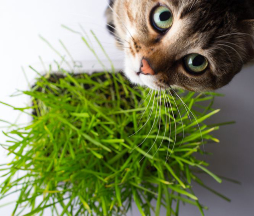 Trawa dla kota, Cat Grass