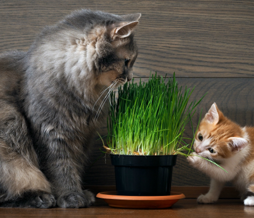 Trawa dla kota, Cat Grass