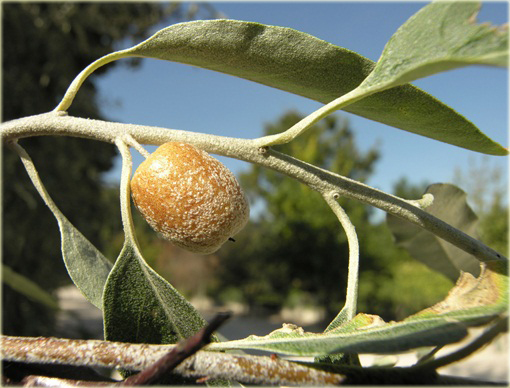 Oliwnik wąskolistny, dzika oliwka albo rosyjska oliwka jadalne owoce Sha Zao