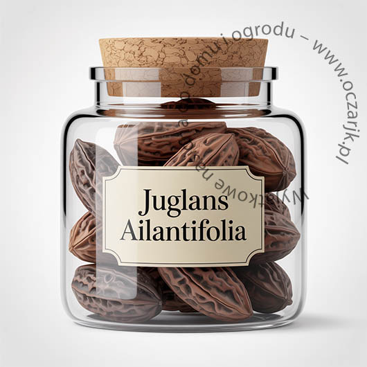 Nasiona Orzech ajlantolistny Juglans ailantifolia
