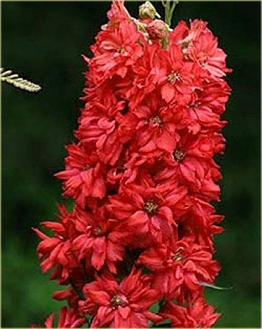 Ostróżka Królewska CZERWONA rzadka odmiana Delphinium consolida red
