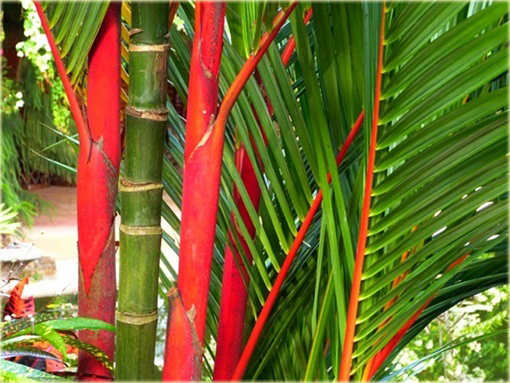 Palma czerwona Lipstick Palm czerwony pień piękna do ogrodu