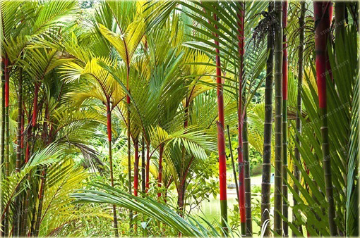 Palma czerwona Lipstick Palm czerwony pień piękna do ogrodu