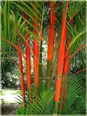 Palma czerwona Lipstick Palm czerwony pień piękna do ogrodu
