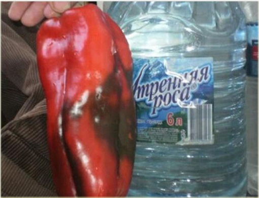 Papryka słodka Rosyjski Gigant